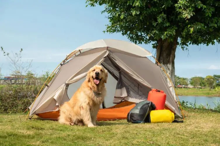 Friends and Fresh Air: Camping Guide with Pets